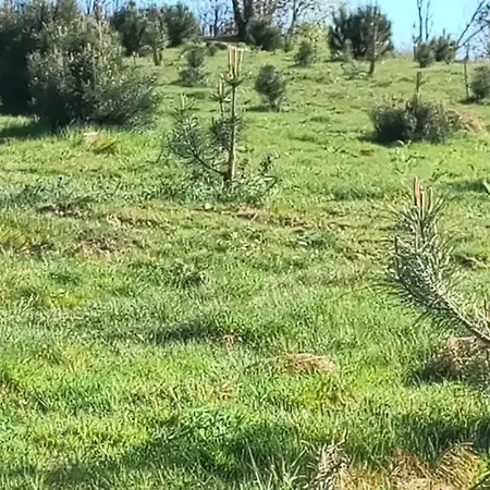 캠프장 Eco-bungalow Com Vista Serra Da Estrela Pinhal